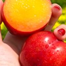 대석농장 이미지