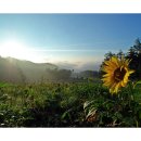 해바라기 이미지