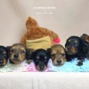 누리켄넬 이미지