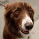 기운찬동물병원 이미지