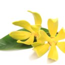 일랑일랑 이미지