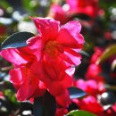 평화의 소리 이미지