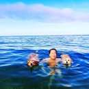 보노도그 이미지