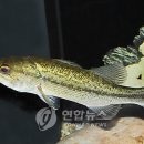 붕어랑메기랑 이미지