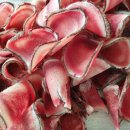 양지단비사슴농장 이미지