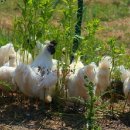 닭키우는 회장님 이미지