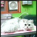 보미 펫 살롱 이미지