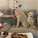 진도한국병원 | 대구▶네덜란드로 이민 간 진도 댕댕이, 강아지 천국에서 살아본 후기는?