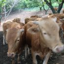 마블농장 이미지