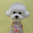 로로앤독 이미지