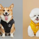 펫(PET)과 함께 이미지