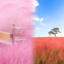 분홍색 파도가 정말 아름답다...배경으로 가장 인기 있는 핑크뮬리 명소 이미지