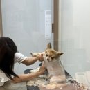 라우프독 이미지