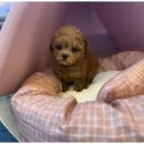 도그마루 이미지