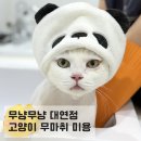 부산고양이미용&호텔 무냥무냥 대연점 | 부산 고양이 무마취 미용 무냥무냥 대연점