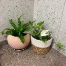 오렌지팟안산시곡점 | 일상 / 테무 쇼핑 / 이케아 쇼핑 / 대하구이, 제철 꽃게 요리 / 코바늘 태교 / 하이디라오 가산점 후기