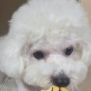 비쥬펫 이미지