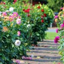 죽도동 청암 이미지