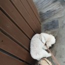 행복한요나네 이미지