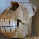 서울바른송치과의원 네이버블로그