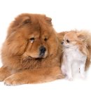 참누리동물병원 이미지