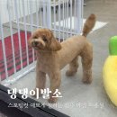 댕댕이발소 | 광주애견미용 댕댕이발소 말티푸 미용 스포팅컷 대만족 후기