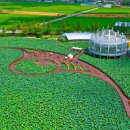 회산백련지 수상유리온실 | 전남명소 '전남 무안군'의 보석 : 회산백련지