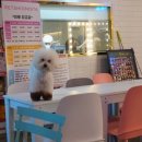 제물포애견 이미지