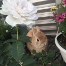 ｡･:*:･ﾟ★ weekly diary 5月(30-06)
