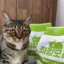 입자가 정말 고운 최강모래 사용 후기 💚🪴
