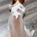 쿨펫 양한방 동물병원 이미지