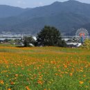 꽃 음악회 이미지