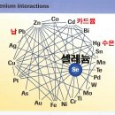 셀레나제300RP(셀레늄) 중금속 해독 기전 이미지