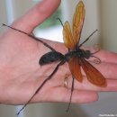 타란튤라 호크 혹은 펩시스 대모벌 (Tarantula Hawks) 이미지