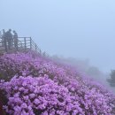 (주)강진정비 | [등산] 강화도 고려산 진달래 축제 첫날 다녀온 솔직 후기, 주차꿀팁부터 개화율까지 한 번에 정리