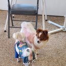 25.4.6 (일)장흥애견까페사돈과함께가다 이미지