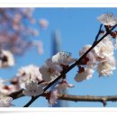 살구꽃공원 이미지