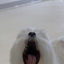 놀다올개 이미지