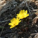 자라는 씨앗 이미지