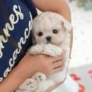 해맑은마음터 | 대구강아지분양 해맑은 일상