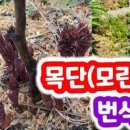 작약꽃 꽃말 모란 목단 작약 키우기 모종 구근 번식 팁 이미지