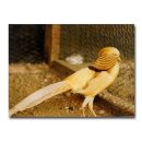 호빈조류새농장 이미지