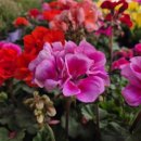 꽃꽃이(플라워테라피) 이미지