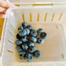 홍천카페 빛돌바람 Farm Lounge 블루베리 농장