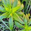 개나리공원 이미지