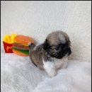 토이파티 | 의정부강아지분양, 토이파티푸들 추천하는 이유