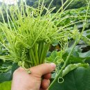 호박손마을 이미지