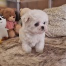 행복을 주는 집 | 부평 강아지분양후기, 행복을 집으로 데려온 특별한 경험