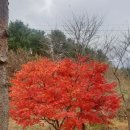 참좋타