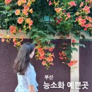 담장이미용실 | 부산 광안리 능소화 핫플🌺 SNS 줄서는 포토존 3곳 다녀온 후기